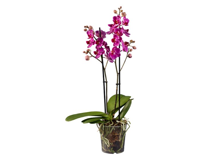 Phalaenopsis