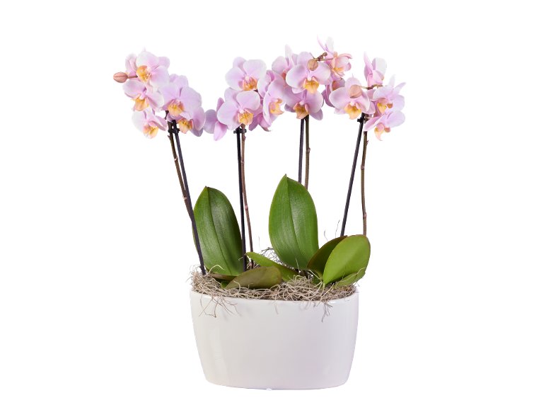 Phalaenopsis