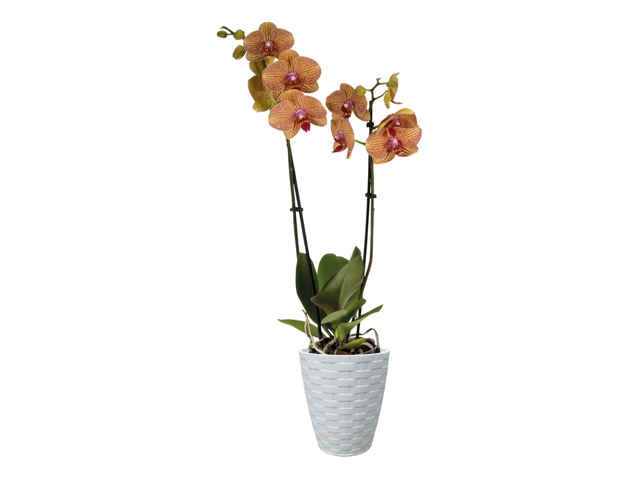 Phalaenopsis