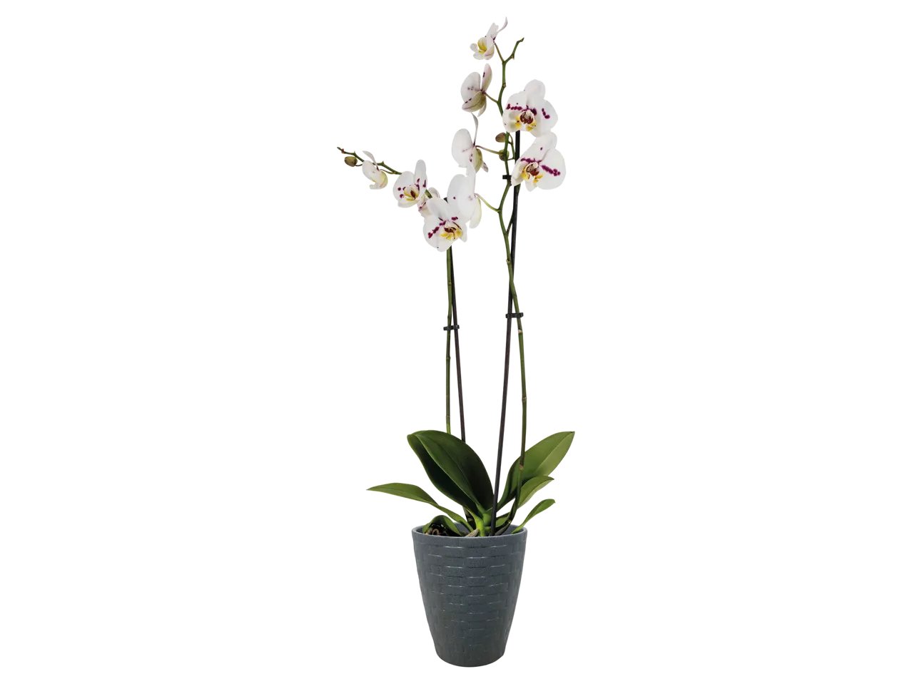 Phalaenopsis