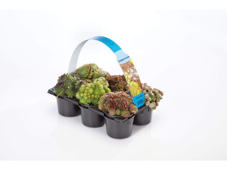 Sempervivum