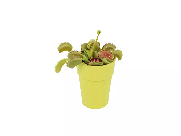 Piante Carnivore