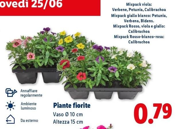 Piante Fiorite