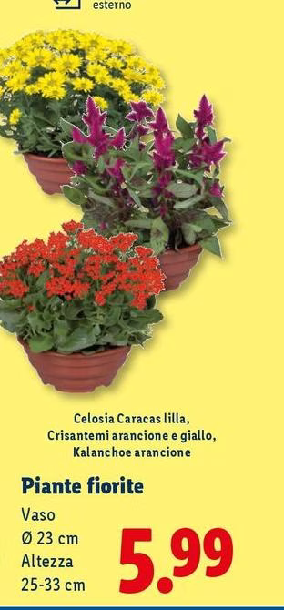 Piante Fiorite