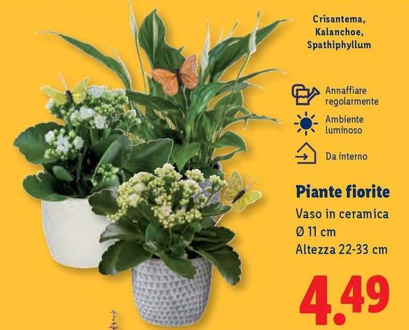 Piante Fiorite