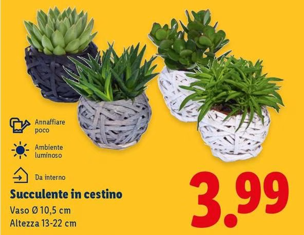 Succulente In Cestino