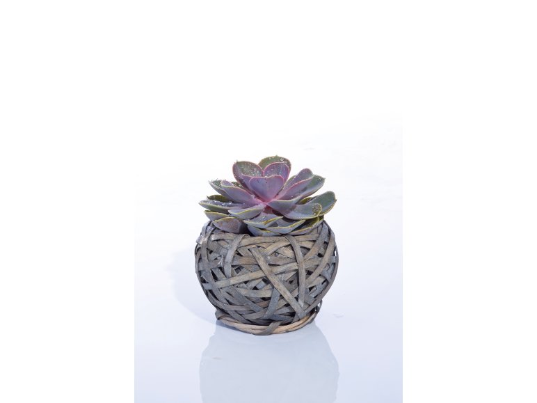 Succulente In Cestino