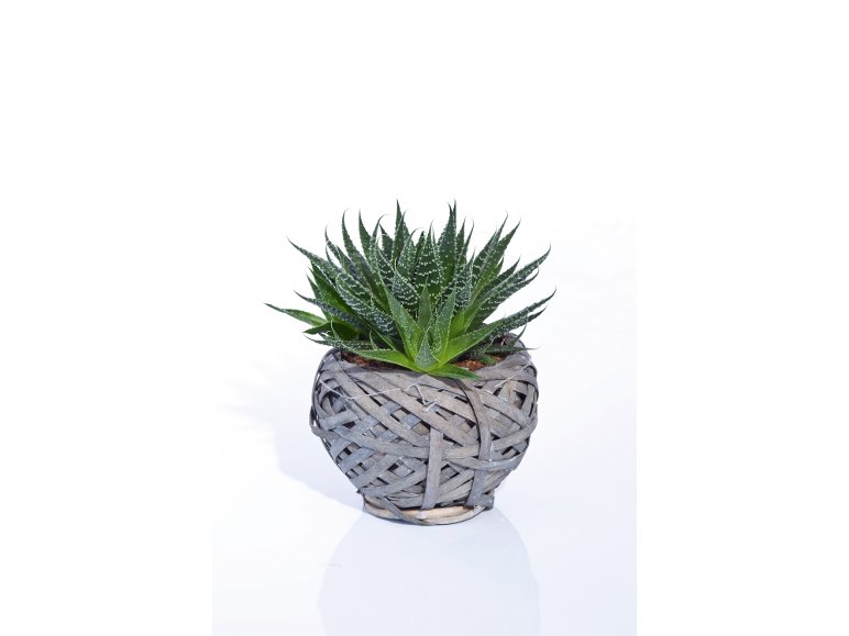 Succulente In Cestino