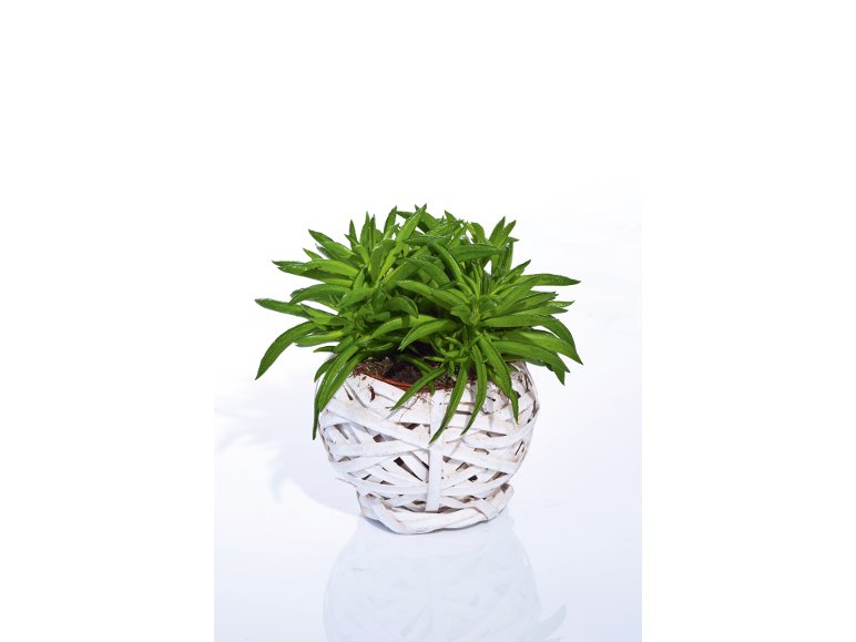 Succulente In Cestino