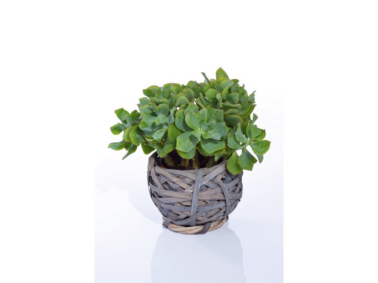 Succulente In Cestino