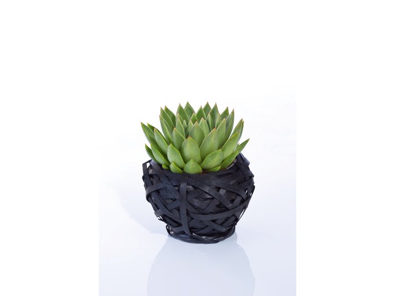 Succulente In Cestino