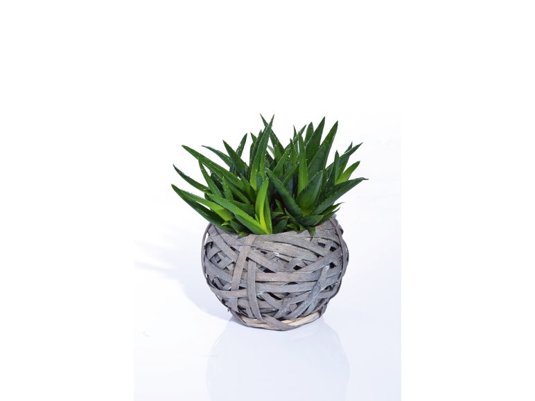 Succulente In Cestino