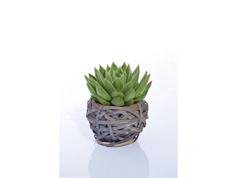 Succulente In Cestino