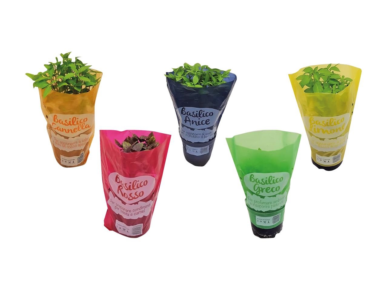 Basilico particolare