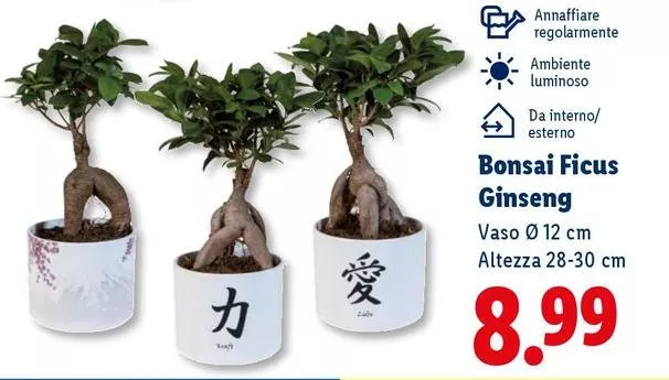 Bonsai Ficus Ginseng