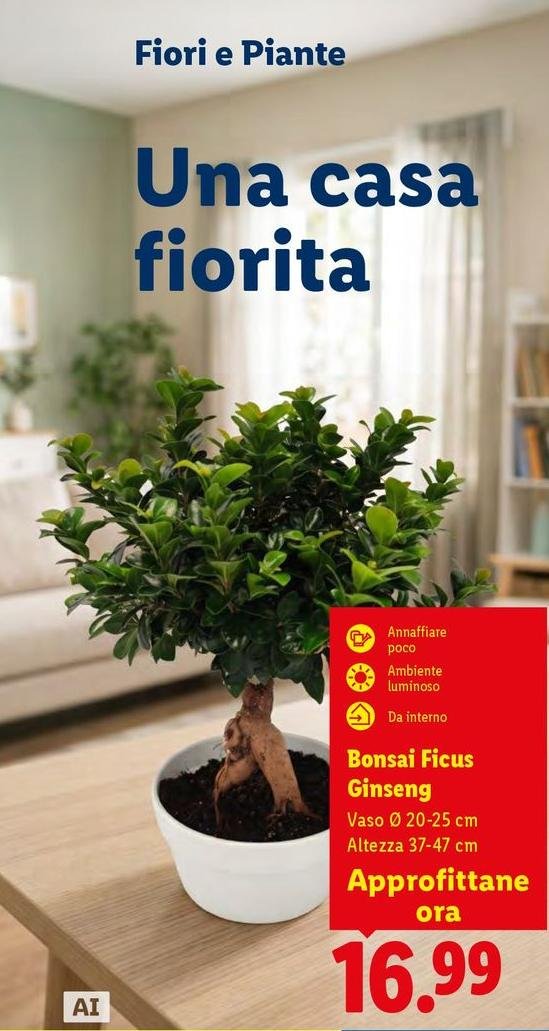 Bonsai Ficus Ginseng