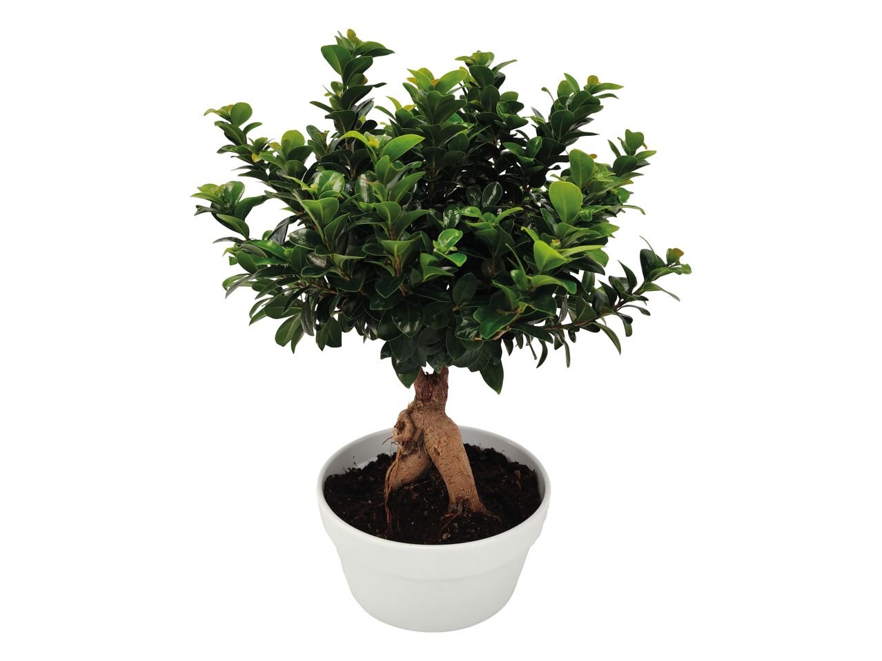 Bonsai Ficus Ginseng