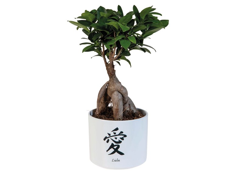 Bonsai Ficus Ginseng