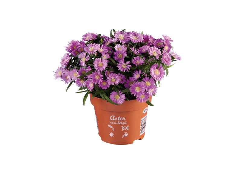 Aster Novi-Belgii