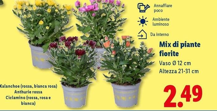 Mix Di Piante Fiorite