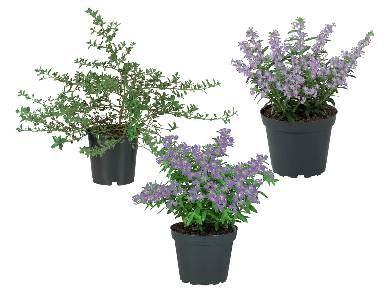 Mix di piante fiorite