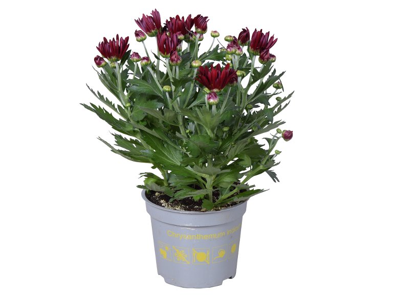 Mix Di Piante Fiorite