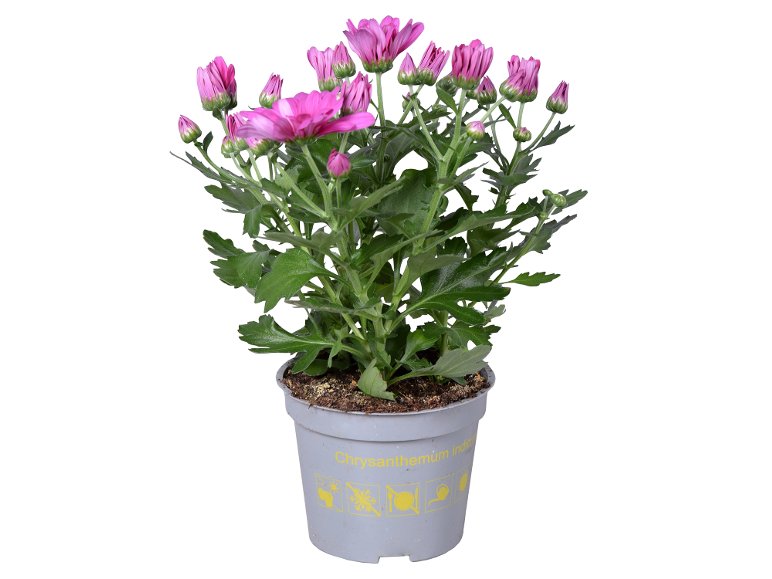 Mix Di Piante Fiorite