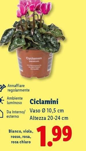 Ciclamini