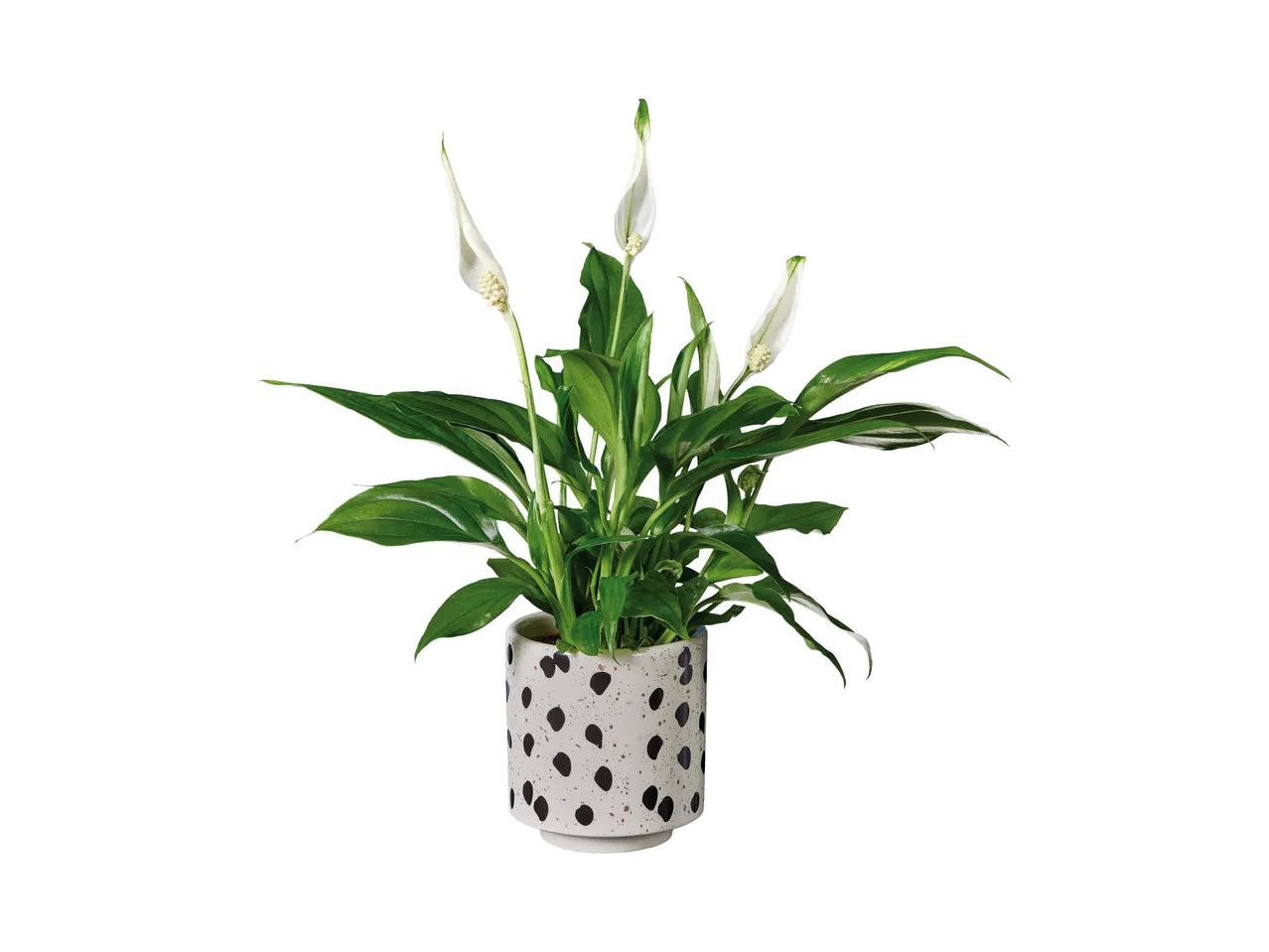 Spathiphyllum