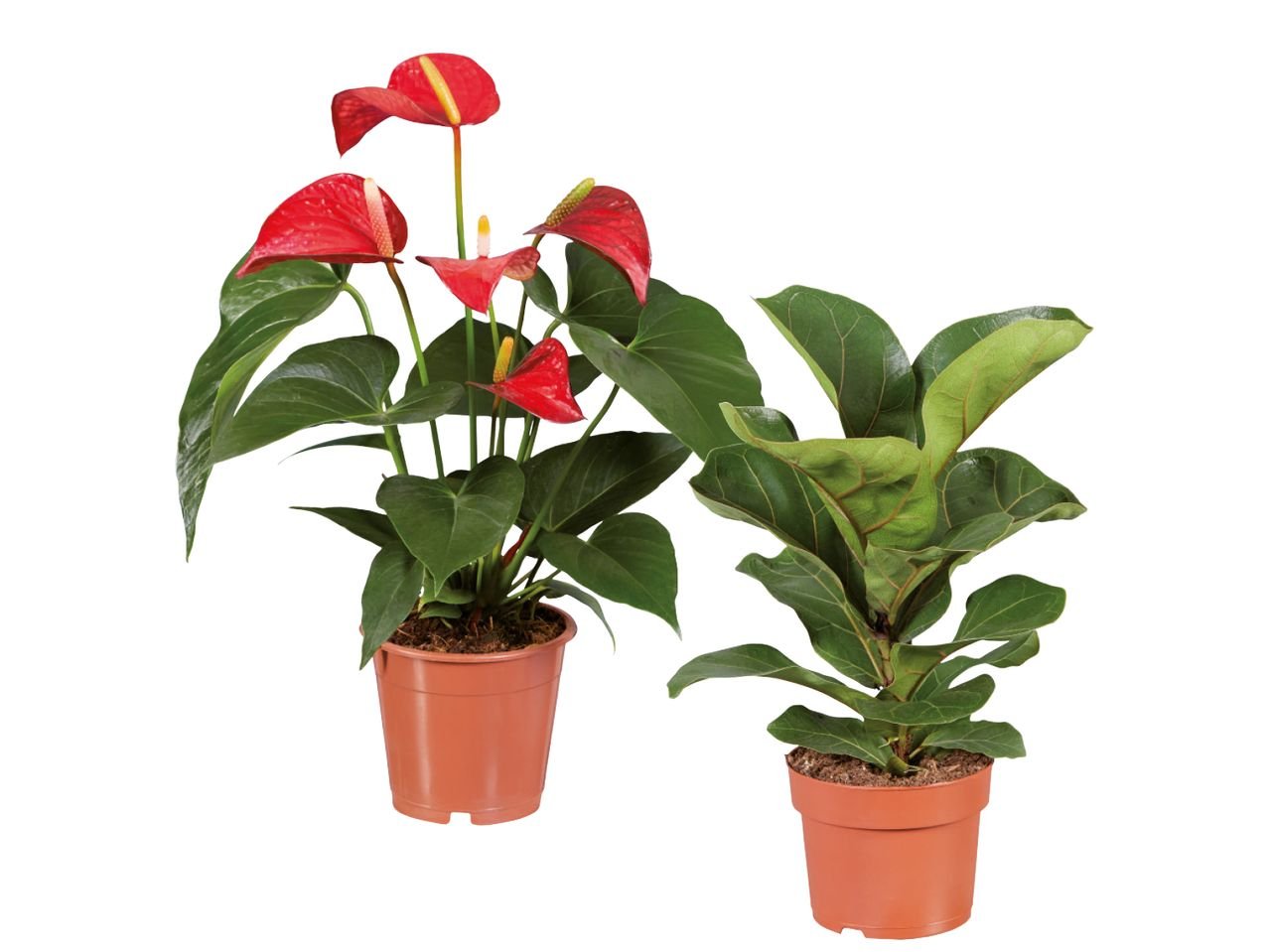 Piante verdi o fiorite