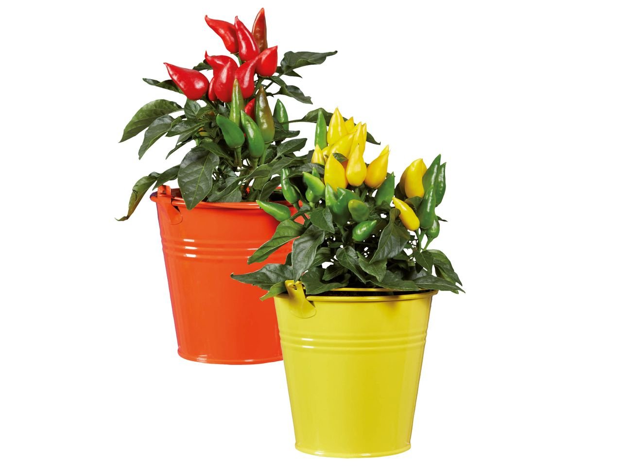 Peperoncini decorativi