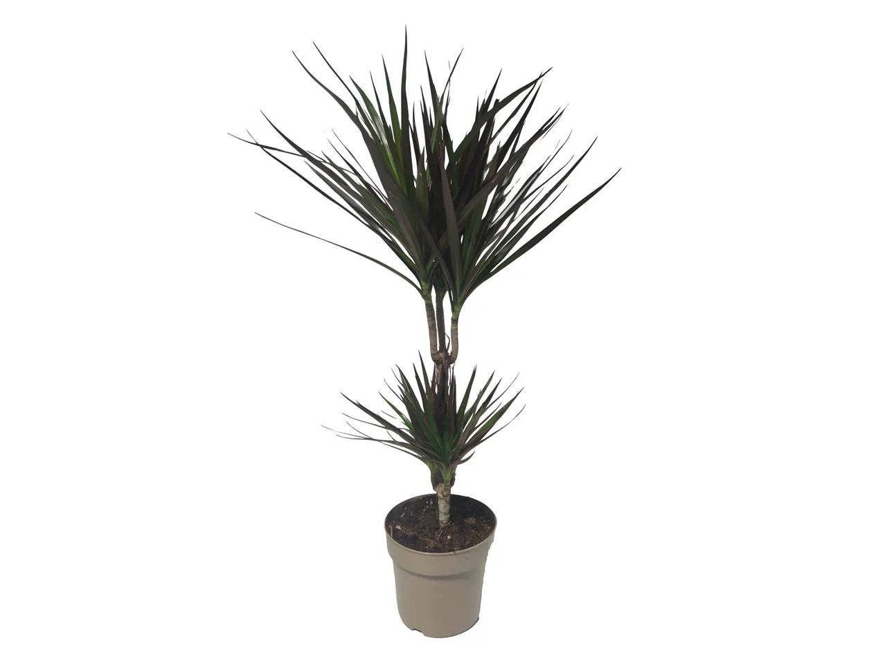 Dracaena mix