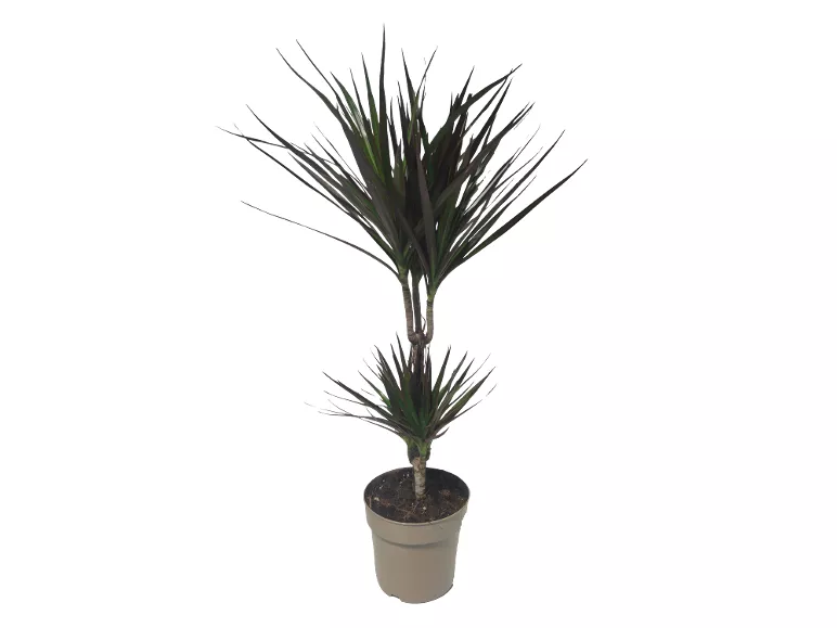 Dracaena Mix