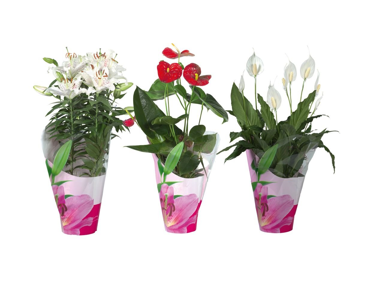 Piantine fiorite in confezione decorata