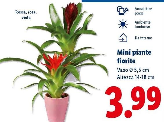 Mini Piante Fiorite