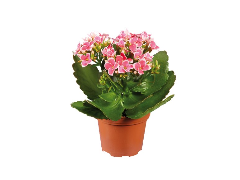 Mini Piante Fiorite