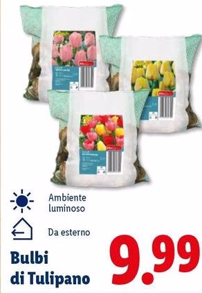 Bulbi Di Tulipano