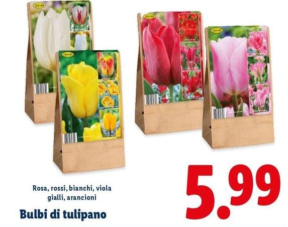 Bulbi Di Tulipano