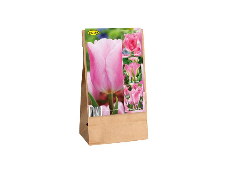 Bulbi di tulipano