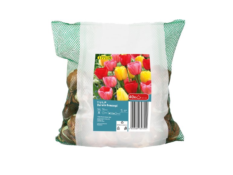 Bulbi Di Tulipano