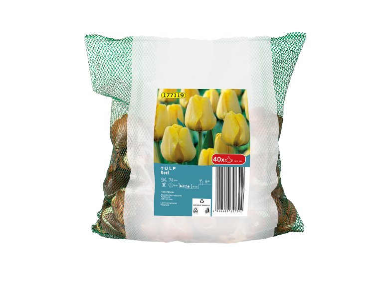 Bulbi Di Tulipano