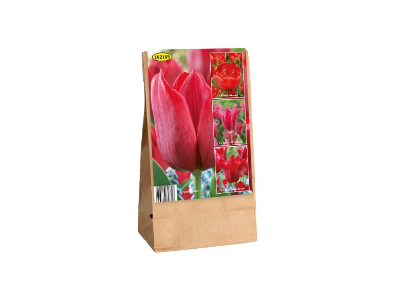 Bulbi Di Tulipano