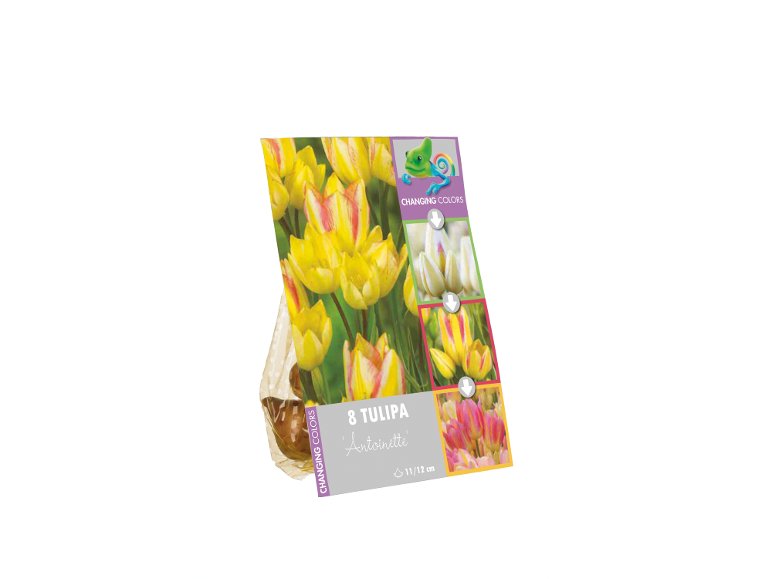 Bulbi da fiore