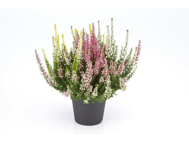 Calluna Vulgaris