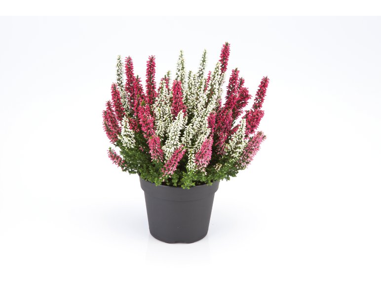 Calluna Vulgaris