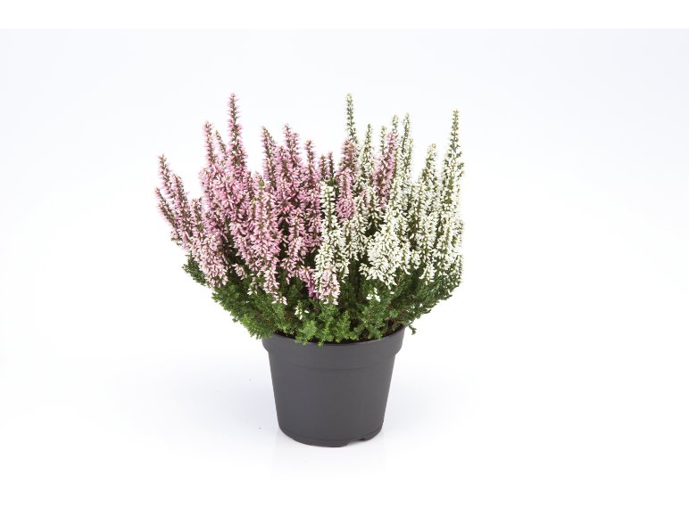 Calluna Vulgaris