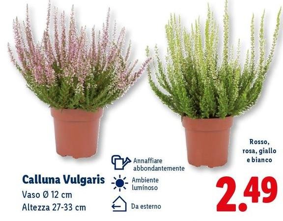 Calluna Vulgaris