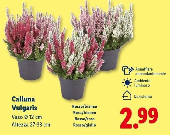 Calluna Vulgaris