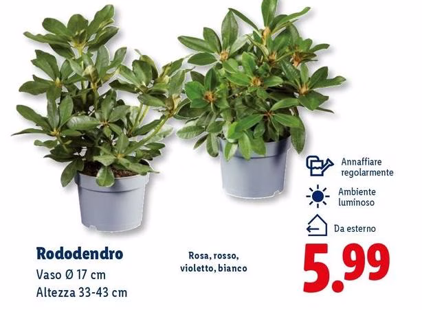Rododendro