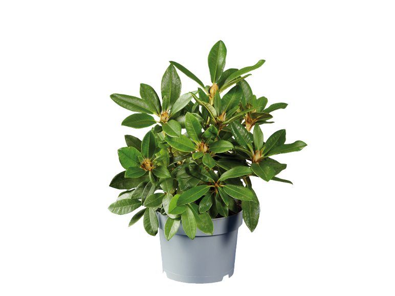 Rododendro